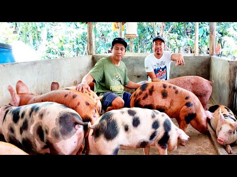 3 Diskarte para mabilis Lumaki at Mabigat ang mga Alagang Baboy