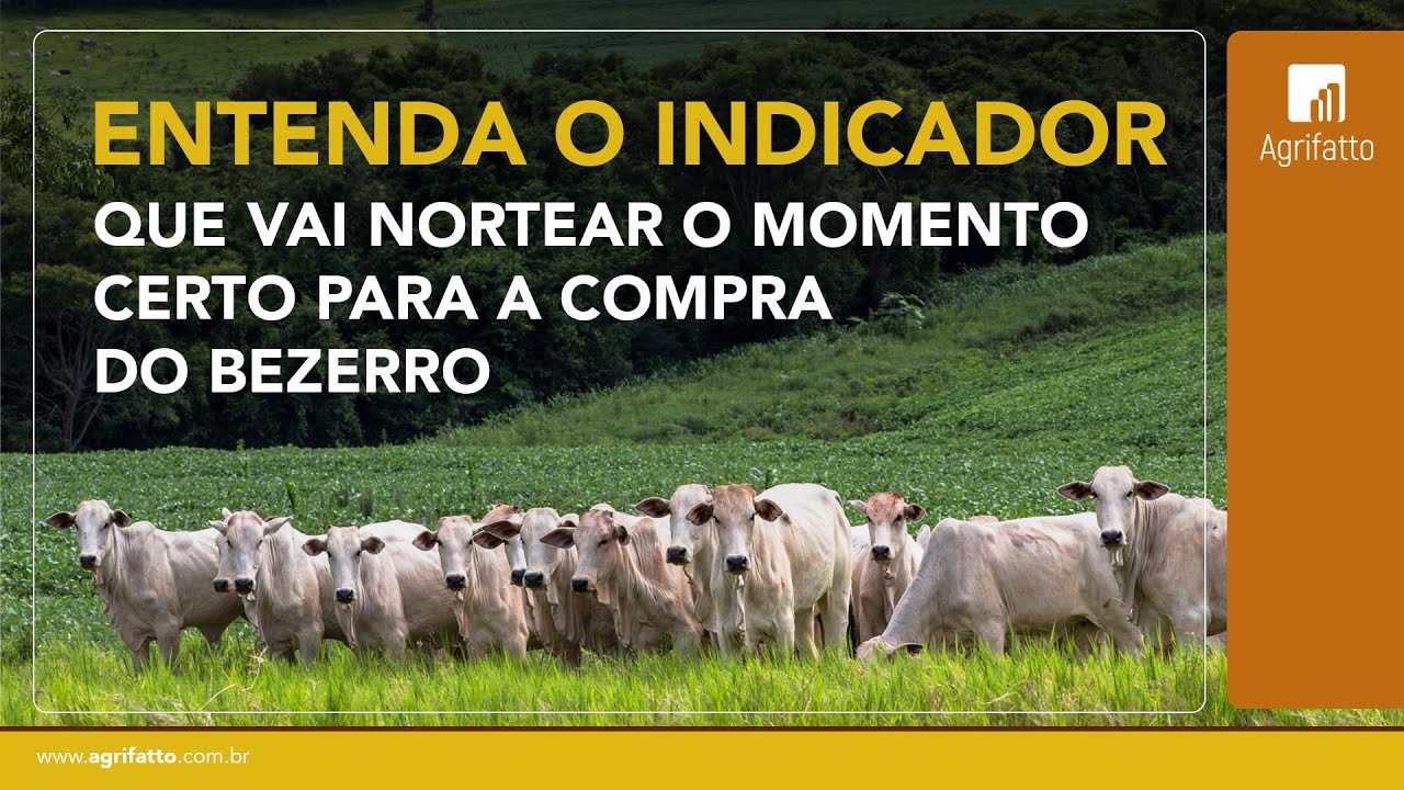 Entenda o indicador que vai nortear o momento certo para a compra do bezerro