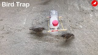 Sparrow Trap/Bird Trap Homemade/How to make a Bird Trap Easy Automatic saving a Sparrow