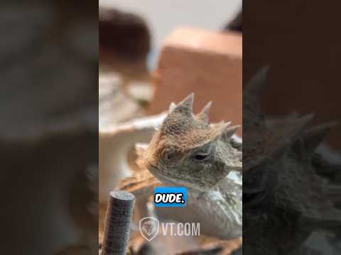 Les amis du lézard à cornes ne partagent pas🦎