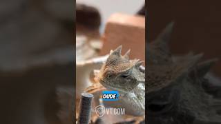 Les amis du lézard à cornes ne partagent pas🦎
