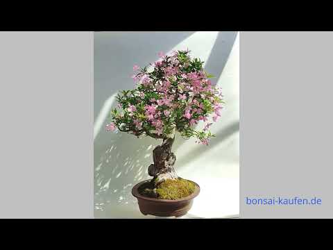 Apfel Bonsai