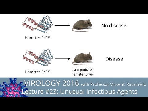 Virology Lectures 2016 #23: Unusual infectious agents