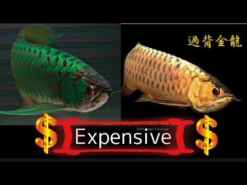 10 Arowana Types – Rare & Expensive Varieties