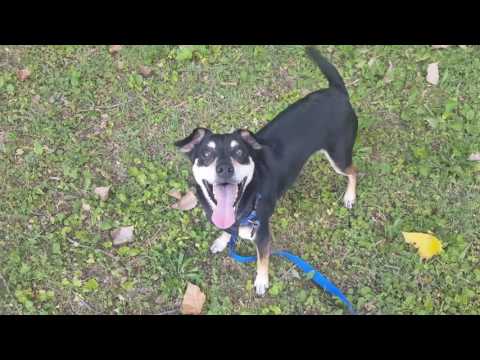 Hunter, an adopted Chihuahua & Miniature Pinscher Mix in Normal, IL_image-1