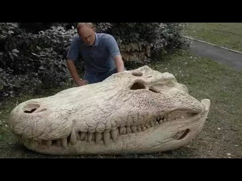 #Animal facts😵 "the skill of purussaurus and one of the biggest crocodiles"