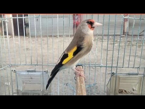 The best singing of beautiful trained himalayan gold finch