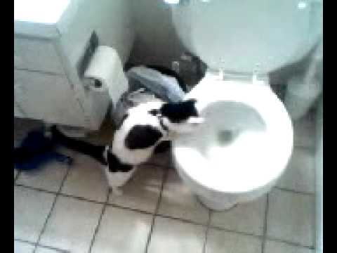 My cat watching the toilet flush.