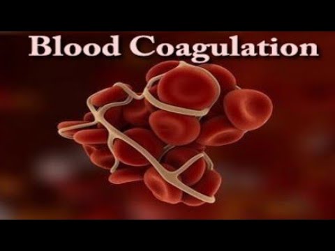 Blood Clotting in Animation ll Coagulation of Blood 🩸🩸 ll Animation Video 🩸💥🩸