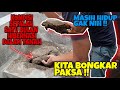 KONDISI SETELAH SATU BULAN HIBERNASI DALAM TANAH
