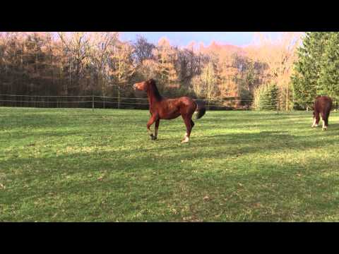 Romy - New Forest Jährling