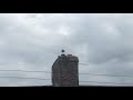 What Is That A Landgull