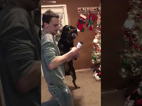 The Most Hilariously Cute Dog #funnydogs#cute#doglover#FunnyCuteDog#AdorablePuppy#FunnyCuteDog