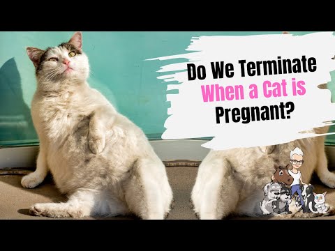 Episode 98: Do We Terminate When a Mama Cat is Pregnant?