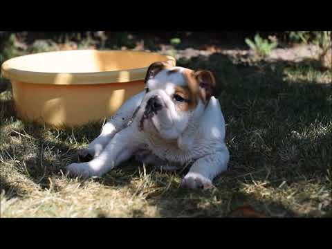 OFELIA Lusi's Stars FCI - 10 weeks