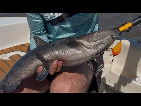 YYY QUE BESTIA !!!! LAS TARARIRAS A FULL 