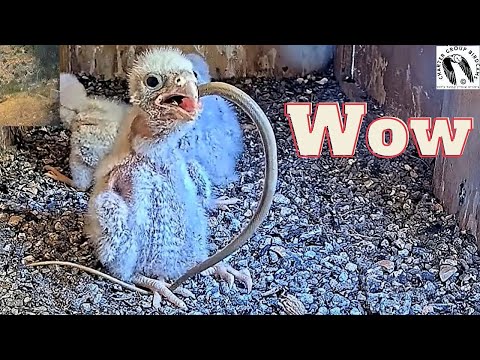 CRAZY! Tiny Bird, Big Appetite: Lesser Kestrel Nestling Swallows Snake Whole!