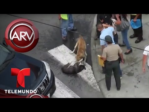 Caos en Chimbote, Perú por pelea de perros callejeros | Al Rojo Vivo | Telemundo