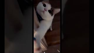 funny cat #funny #cat #fyp #india #fypシ #cats #catvideos #catshorts #ytshorts #youtubeshorts #cute