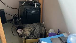 [問題] 有人家裡貓咪也會喜歡拆紙箱嗎？