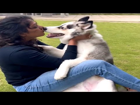 Sandalwood Cute Actress 🥰🥰 ಹರಿಪ್ರಿಯಾ With Her Dog 👌😍😍 | Haripriya | Kannada Movie Actress