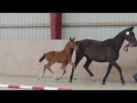 Oldenburger Stutfohlen vom Vitalis