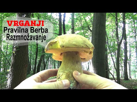 VRGANJI - Pravilna Berba i Razmnožavanje