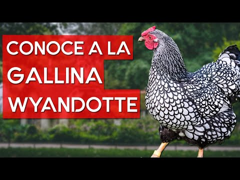 , title : 'Gallina Wyandotte 🐔 La hermosa raza de gallina de plumas entrelazadas'