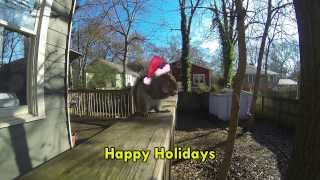 preview picture of video 'Squirrel Census Holiday Greetings'
