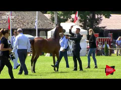 N.45 MARTINEZ - Ströhen 2017 C-Show - Yearling Colts (Class 6)