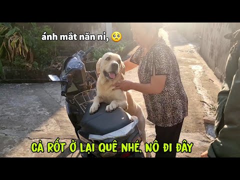 , title : 'Tạm biệt Cà Rốt, ở quê sống với ông bà nhé, Nô lên Hà Nội đây'