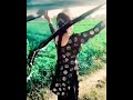 Pakistani Punjabi Song Shorts Mehrukhan