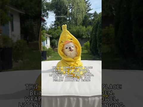 Zen 💛 #dogshorts #chihuahua #cute #cutedogvideos