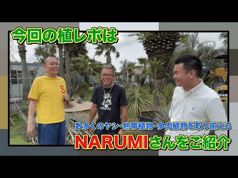 園芸 メキシコの青いヤシ