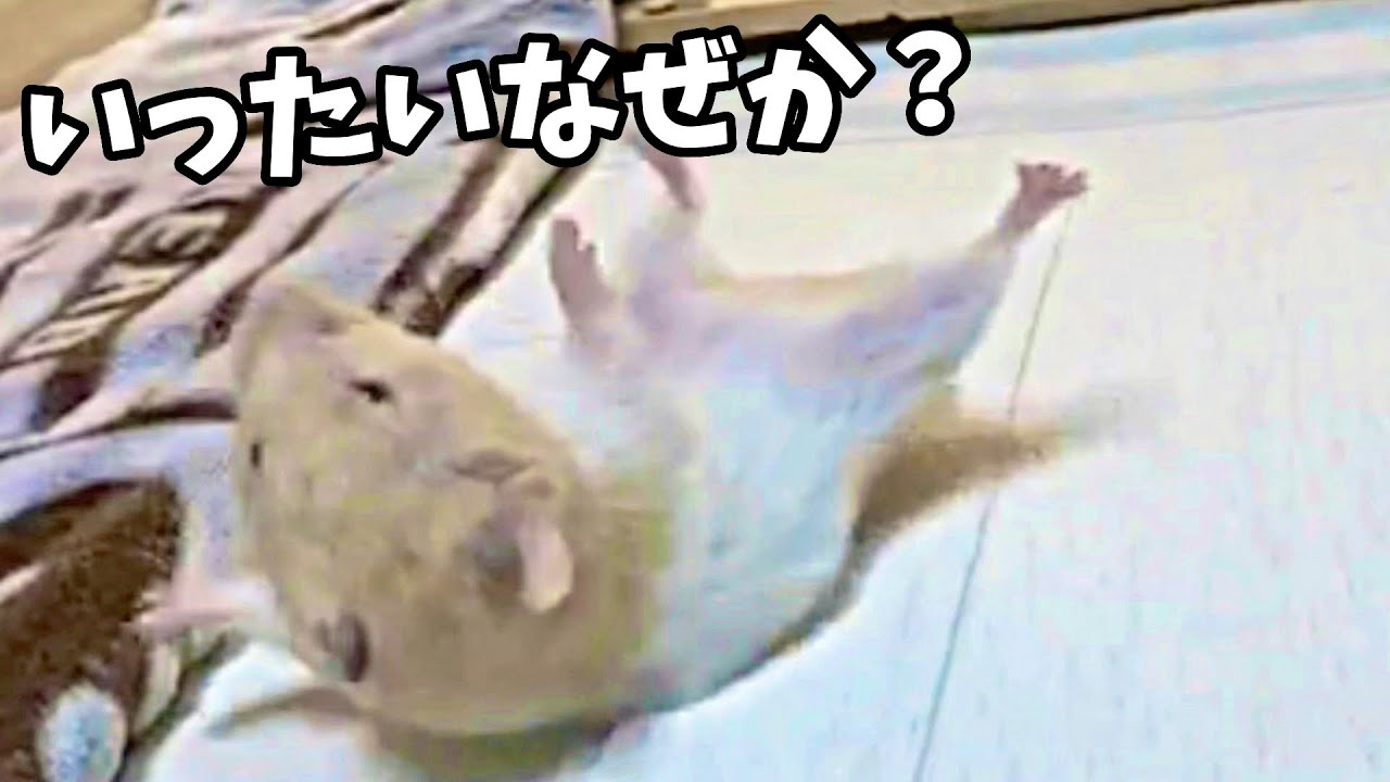 ビックリハムスター‼一日中、ひっくり返るゴールデンのみかんくん　おもしろ可愛い動物