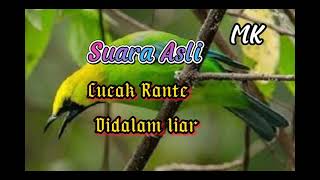 Download lagu Suara Asli Alam Burung Cucak Ranting||jernih cocok buat pikat dan pancingan mp3