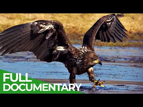 Wild Germany: The Mecklenburg Lake Plateau