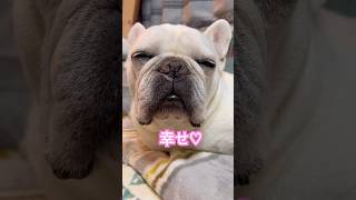 眠たい犬たち♡シニア犬との暮らし♡ #フレンチブルドッグ #フレブル #トイプードル #ダックス #シニア犬