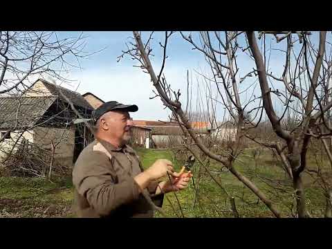 Sve o dunji - orezivanje dunje - bolesti dunje - đubrenje dunje