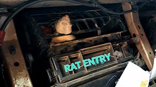 Rat Entry On Car Ac Blower Cleaing Procedure