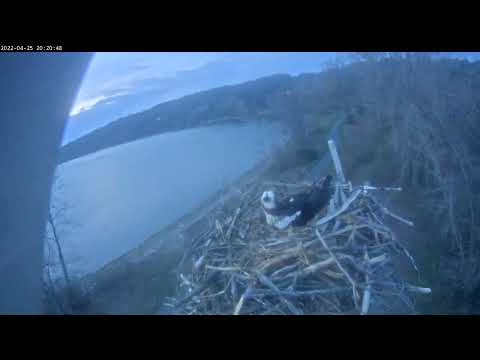 Ursula fights for incubating rights 20220425 201731 20220425 202507