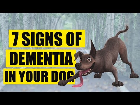 🤯🐶¿Does YOUR DOG SUFFER DEMENTIA? 7 Telltale Signs