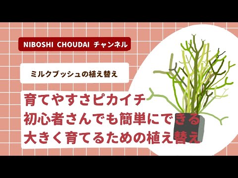 フィンガーブッシュ 植物