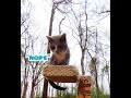 Cutest No Touchy Meow Grey Tabby Shorts