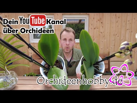 , title : 'Phalaenopsis Elegant Polka Dots und Phalaenopsis Horizon - Orchideenhobby.de'