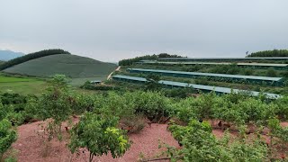 Trang trại chim bồ câu lớn thứ 2 miền Bắc