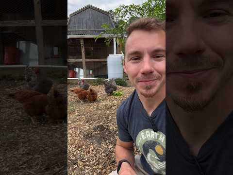 Basic Tips for Chicken Care! 🐓
