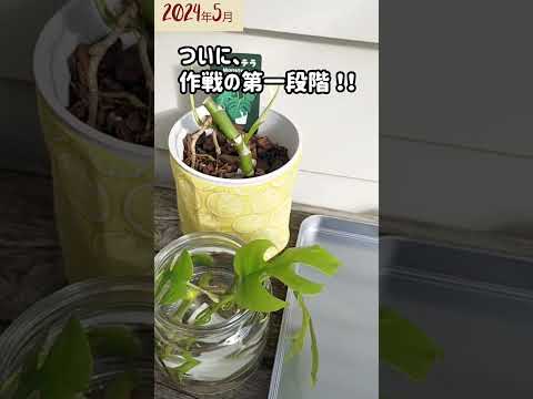 ヒスイの木の気根はあなたの植物があなたに何を伝えようとしているのか