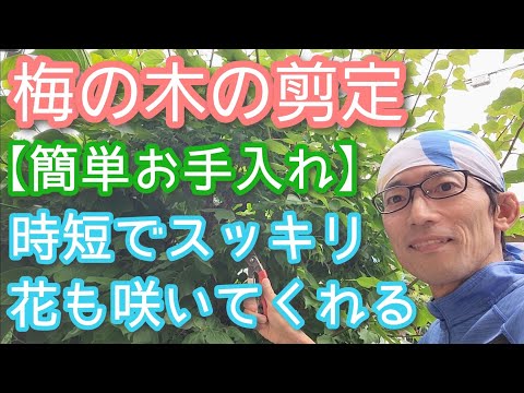 梅・梅の木 植物
