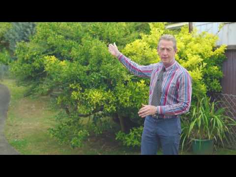 SOLD - 2/120 Titirangi Road, New Lynn - Michael Cassidy